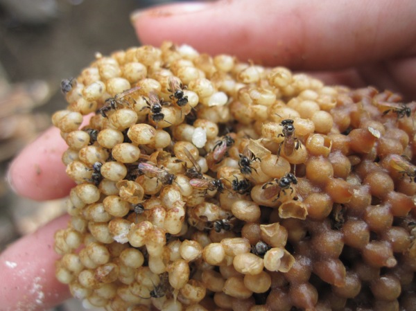 Stingless bee brood with adult stingless bees and larvae.